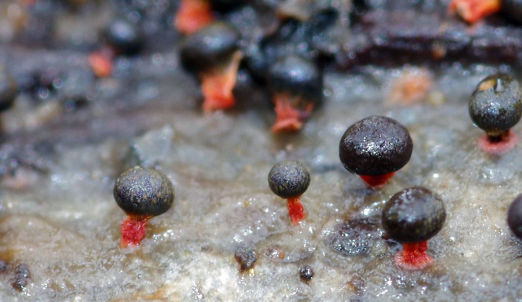 Badhamia or Physarum?